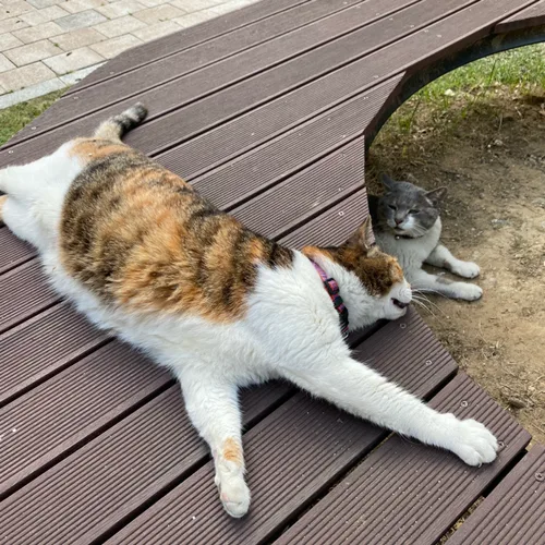똑똑