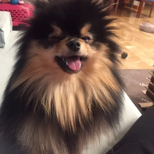 몽몽