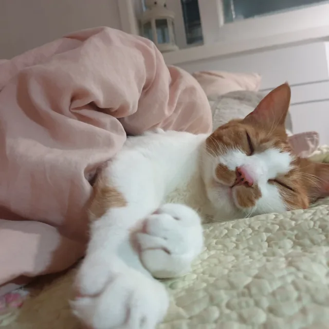 도리