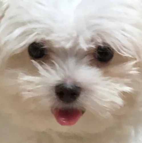 갱얼쥐