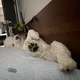 망고맘