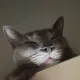양꼬