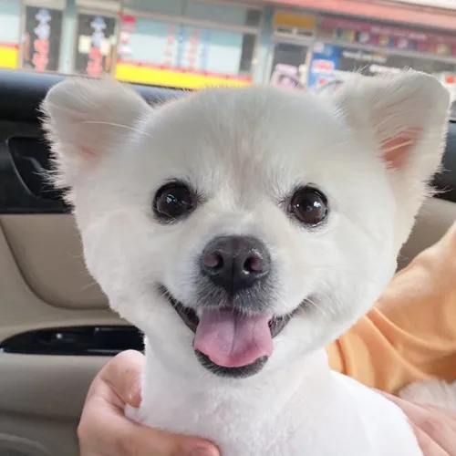 퐁퐁