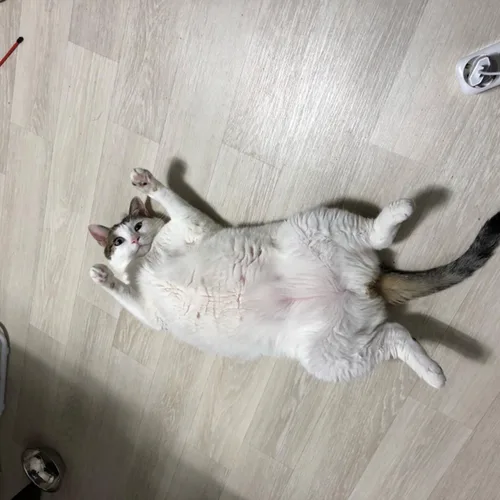 힀쑸