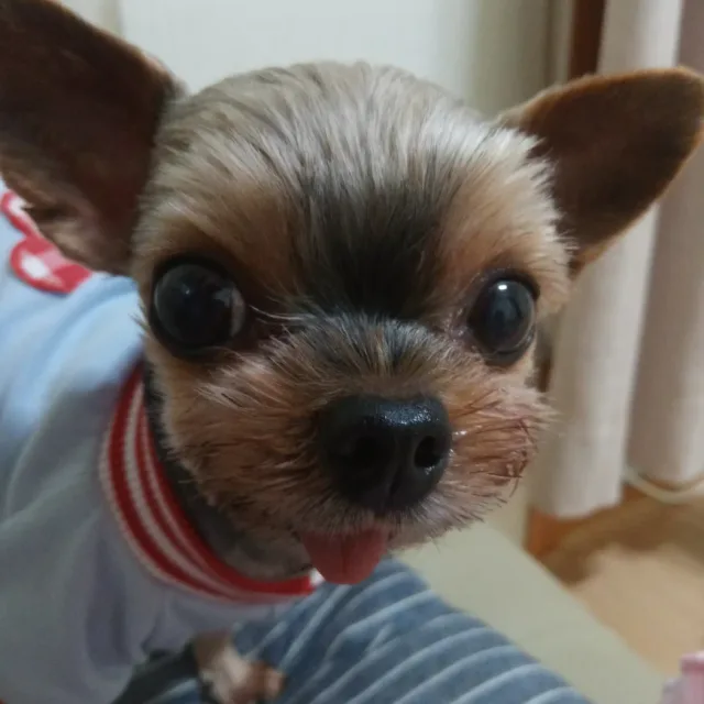 강생이