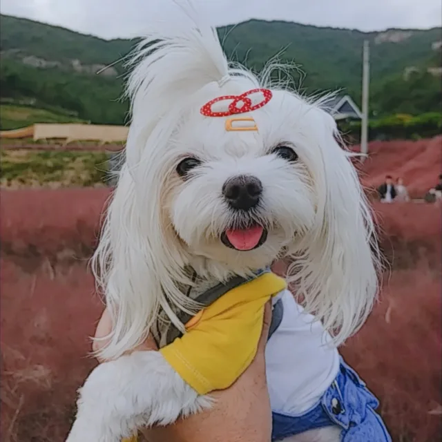 궁뎅궁디팡파