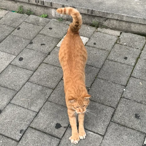 용가리용용