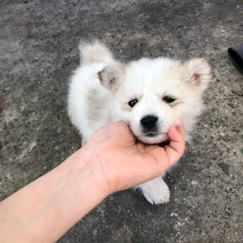 잼미