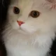 나비