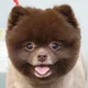 쪼꼬라떼