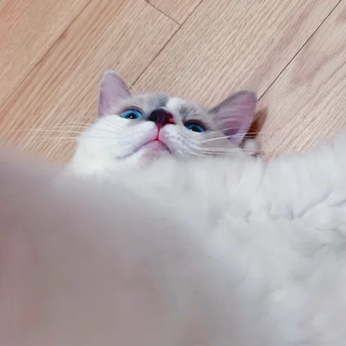 유유유율