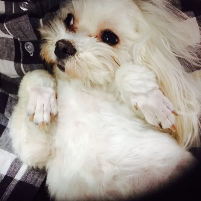 크림냥