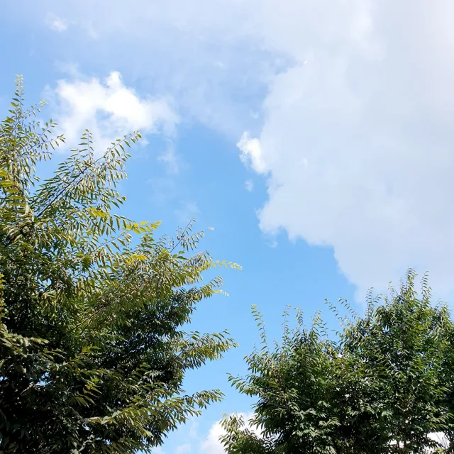 당근임
