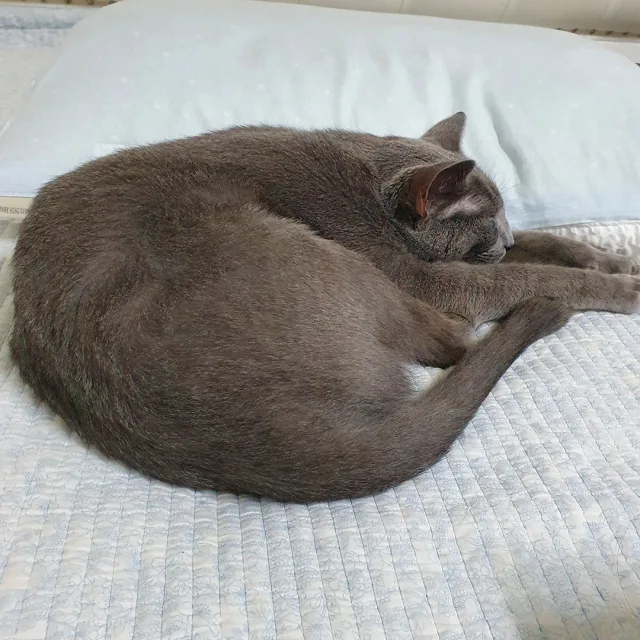 슈케뜨