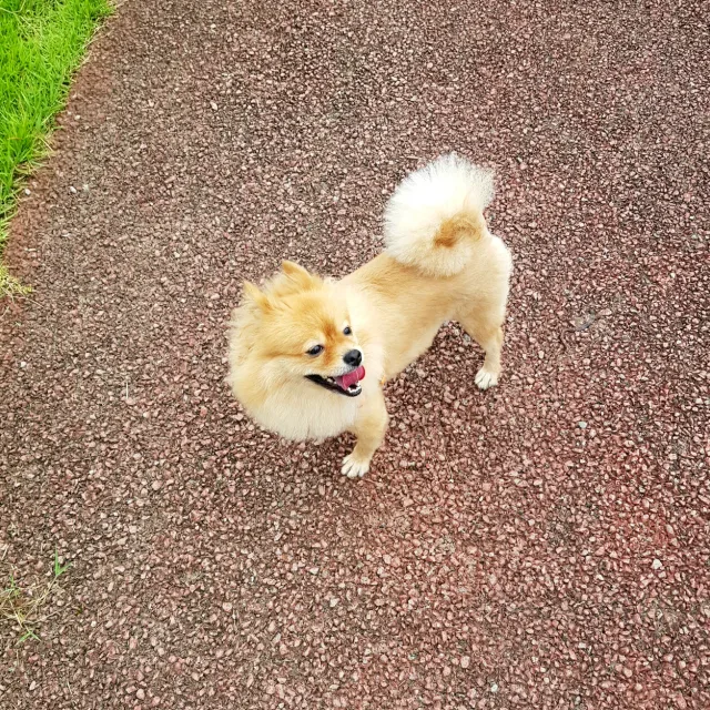 제니
