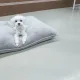 망고사랑