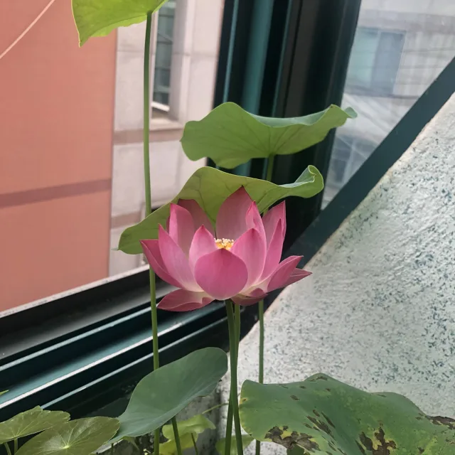 아모르
