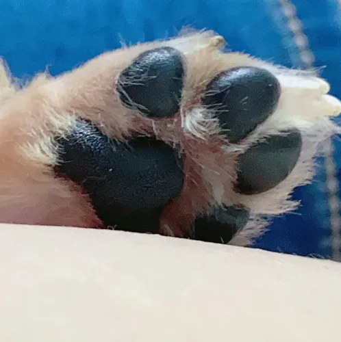 뒤뚱이
