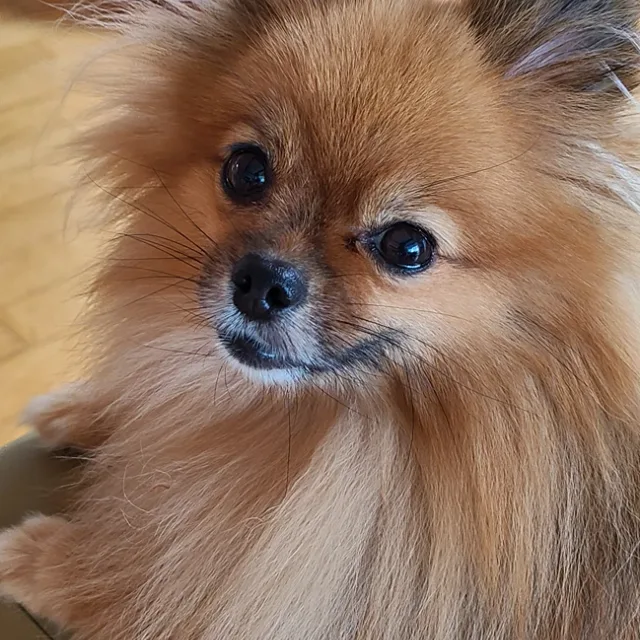 라운아씨