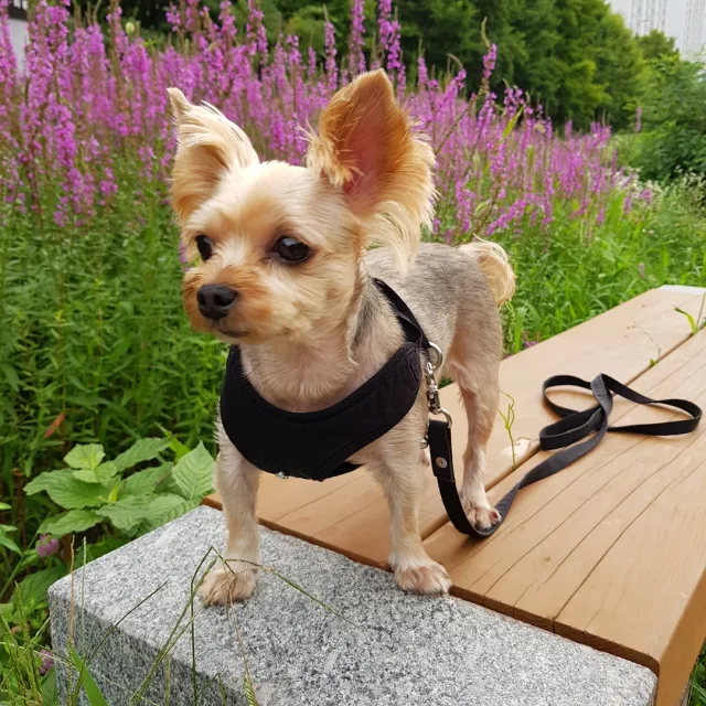 단풍이
