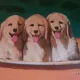 핑크공주