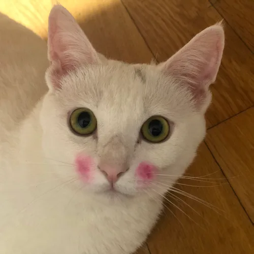하비