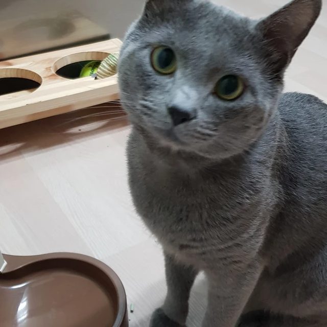 오리궁뎅이