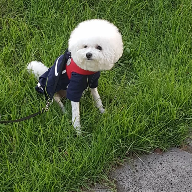 두부