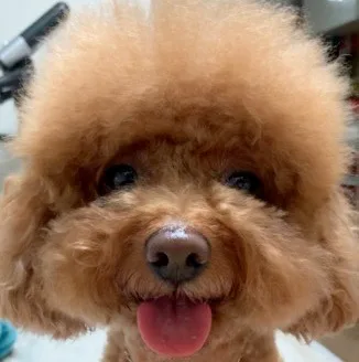 쿠키언니