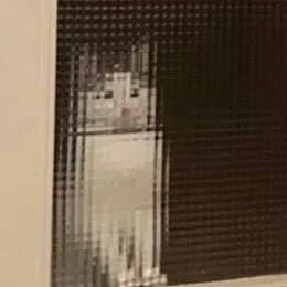 령룡