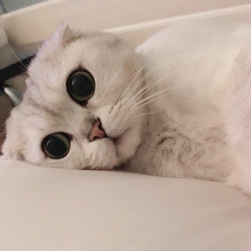 톰캣