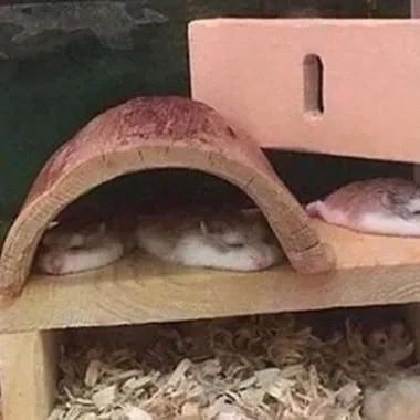 햄토리