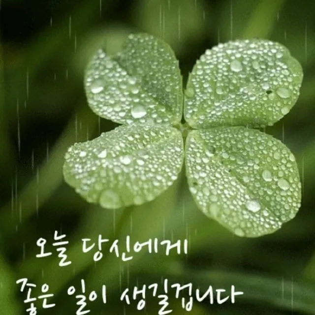 네잎클로버