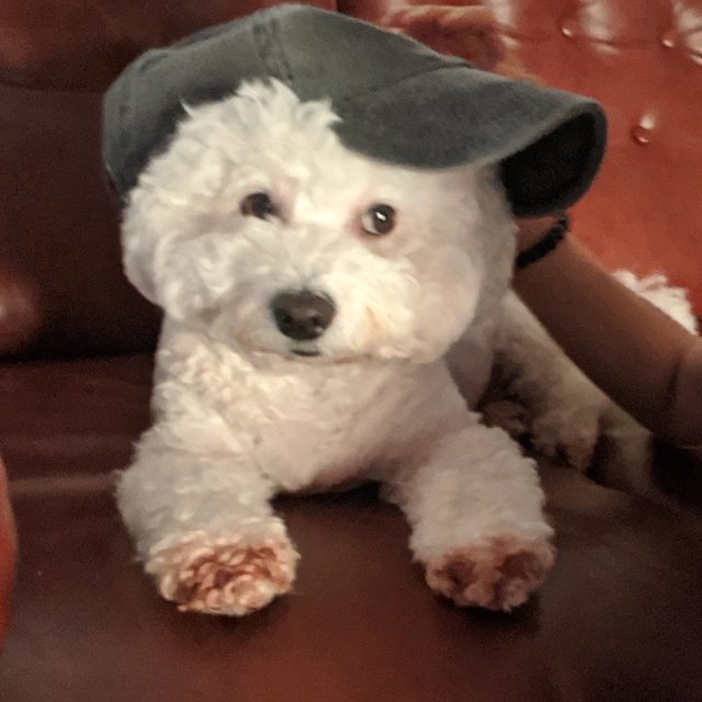 신사동꼬맹이
