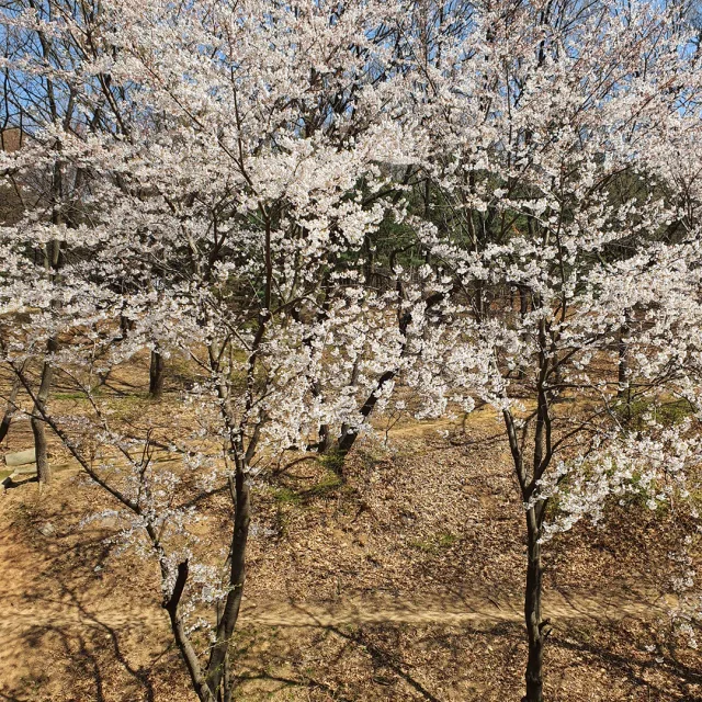 밤고양이