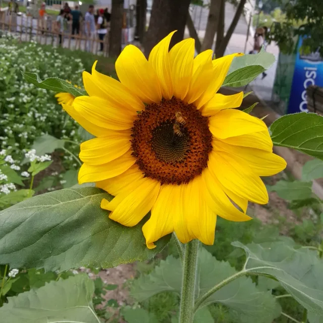 숭구리당당