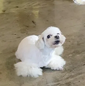 흰자