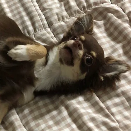 꼼지