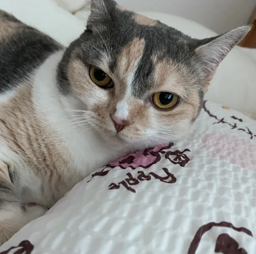 요미