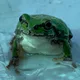 청개구리