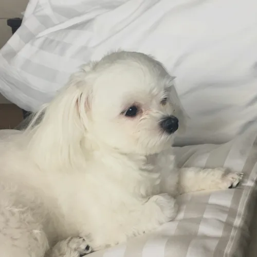 흙당근
