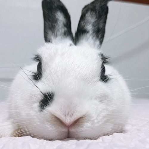 코코공쥬