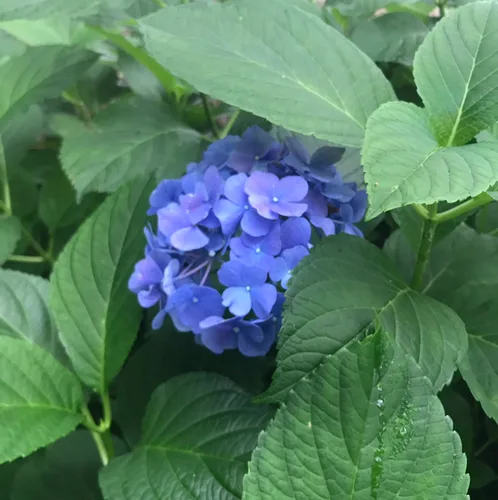 츄릅츄파