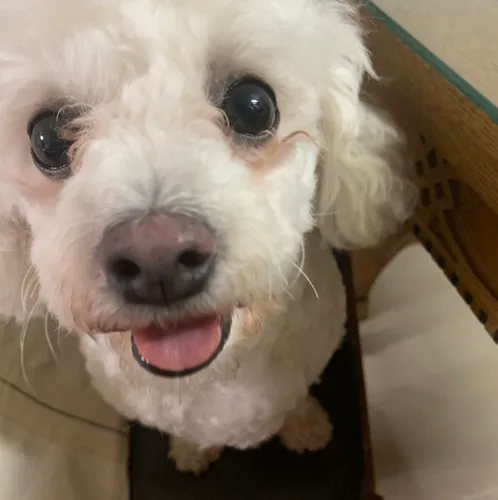 힝구