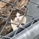 관악산고양이