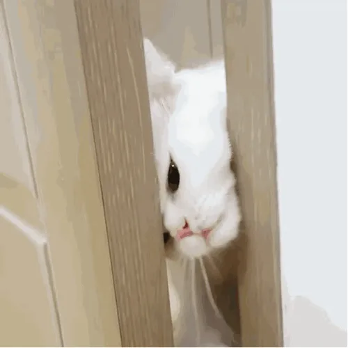 두부