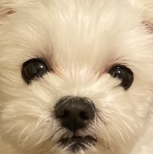 리제리제
