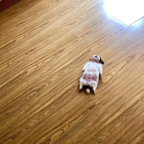 비행기