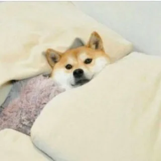 즈앵