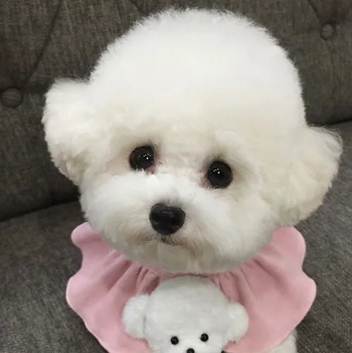 볼테이지롱